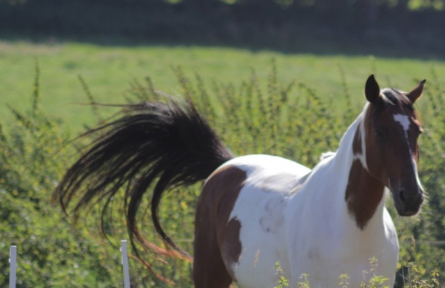 Lütjenburger Aufbruch 2017