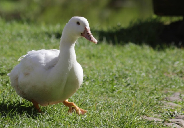 Lütjenburger Aufbruch 2017