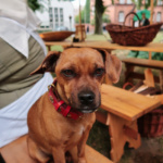 850 Jahre Dom Lübeck